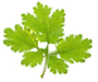 ReGARDENS